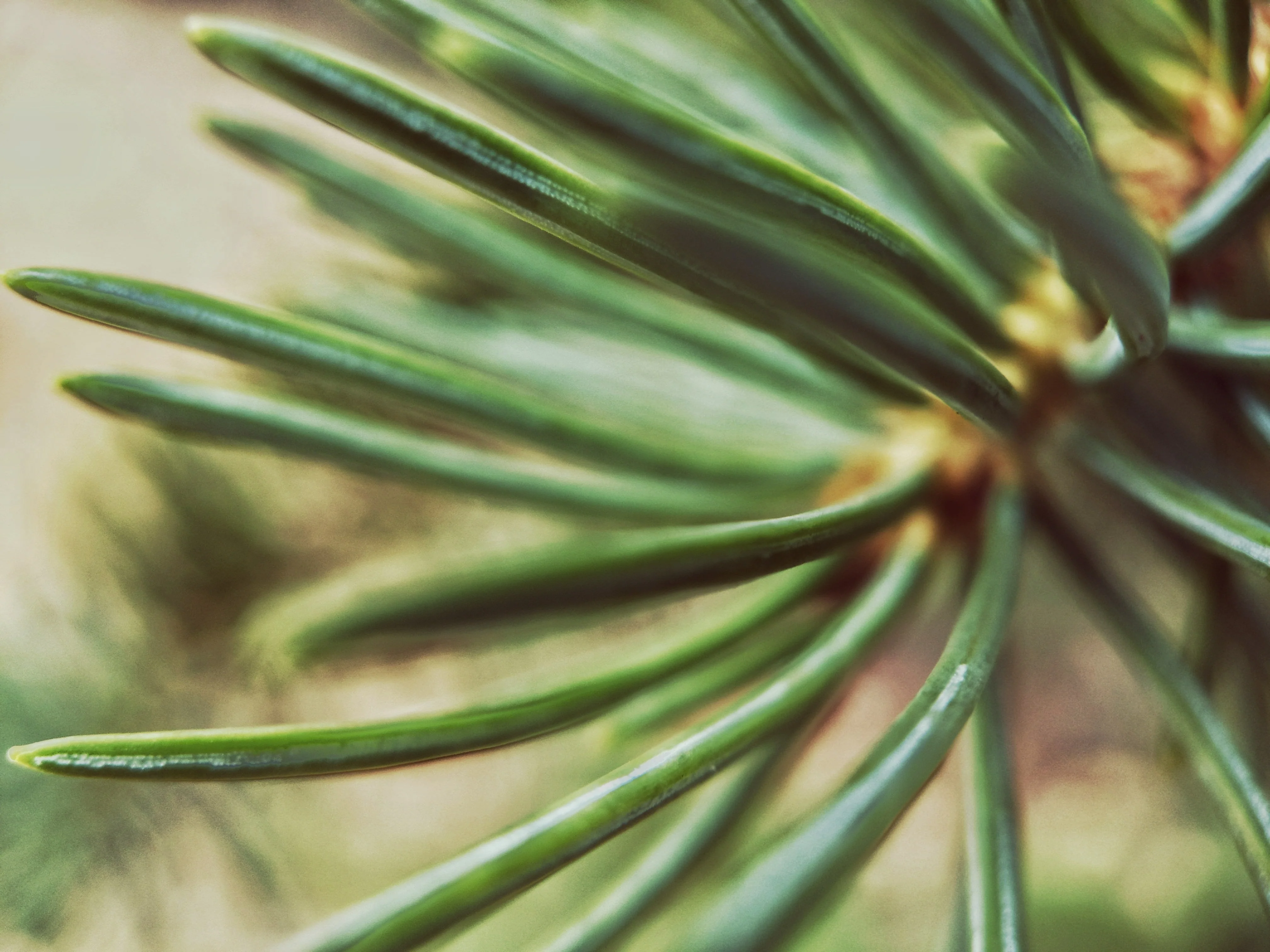 Pine Needle Tea - Image 2